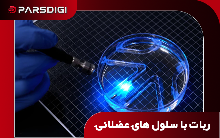 ساخت ربات شناگر بدون موتور در MIT؛ هدایت با نور و حرکت با عضلات زنده