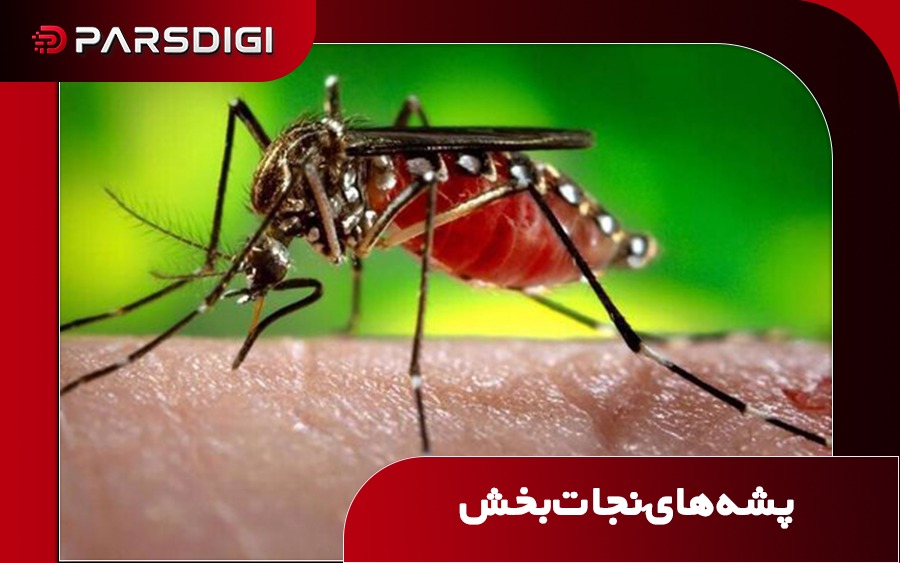 گوگل می‌خواهد پشه‌ها را برای مبارزه با بیماری‌های کشنده پخش کند